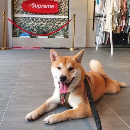 <em><strong>@rocky.potato.shiba</strong></em>